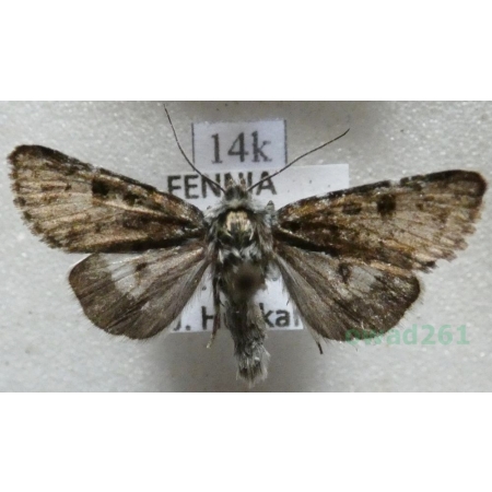 Anarta melanopa (Thunberg, 1791) Finland14k